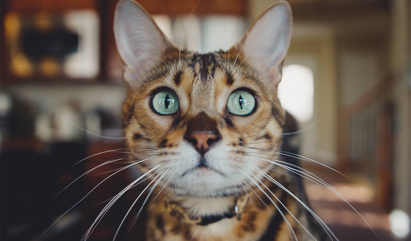 Consulta veterinaria